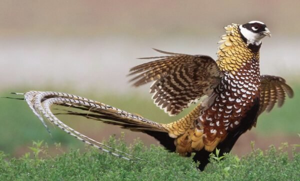 Reeves Pheasants For Sale