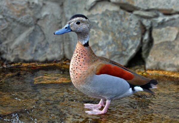 Ring Teal Ducks - Image 2