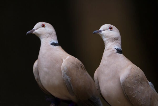 Ringneck Doves - Image 2