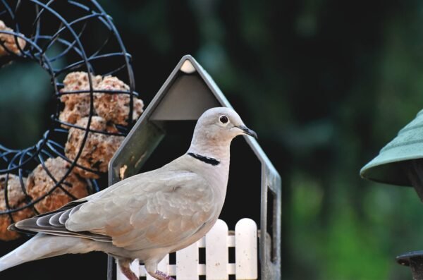 Ringneck Doves For Sale