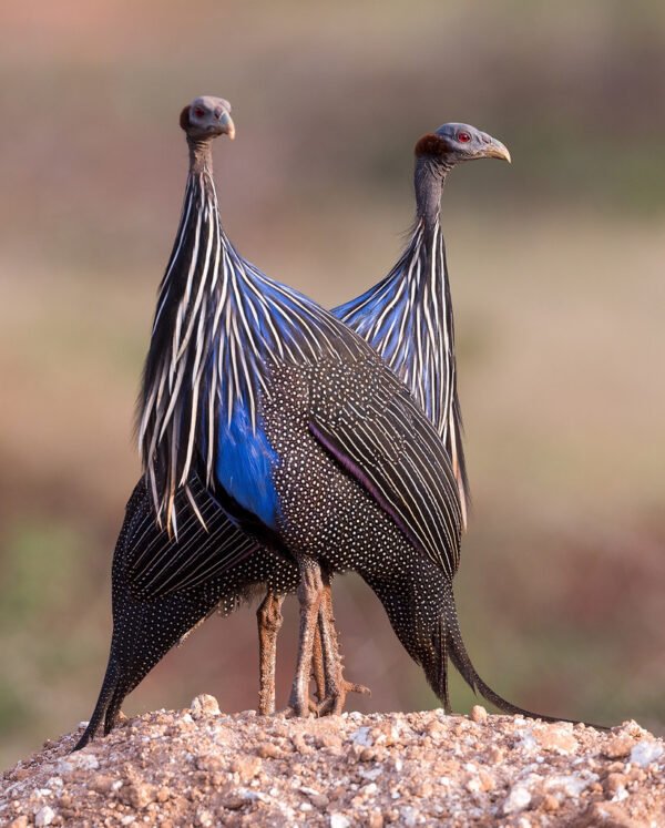 Vulturine Guinea Fowl For Sale
