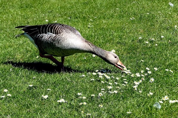 Weeder Geese For Sale Near Me