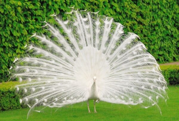 White Peafowl For Sale Near Me