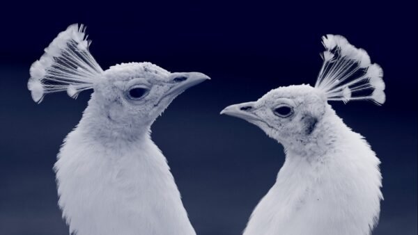 White Peafowl - Image 2