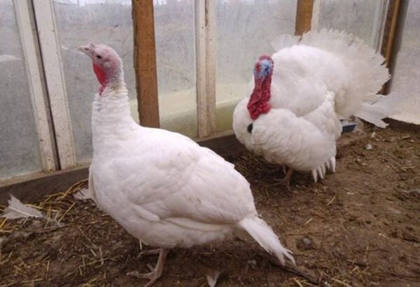 Midget White Turkeys For Sale