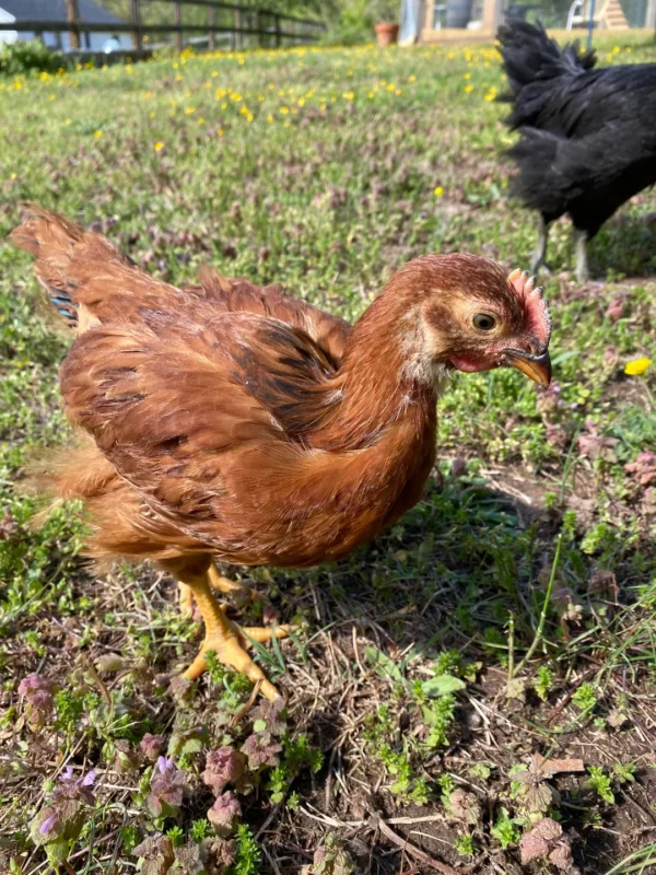 BUY RHODE ISLAND RED CHICKS