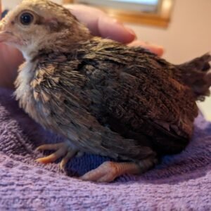 BUY BLUE STANDARD OLD ENGLISH CHICKS