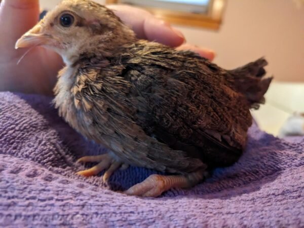 BUY BLUE STANDARD OLD ENGLISH CHICKS