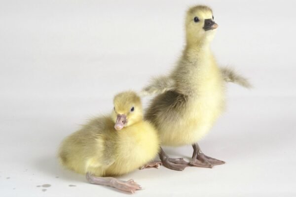 Tufted Roman Geese For Sale