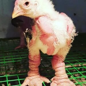 Buy Dong Tao Chickens - live Fowl Chicks For Sale