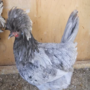 Buy Blue Polish Chicken For Sale - White Crested