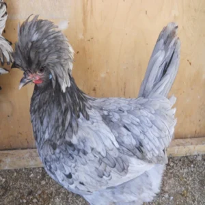 Buy Blue Polish Chicken For Sale