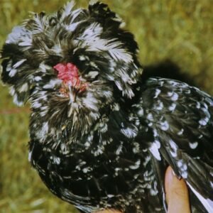 Mottled Houdan Chicken sale