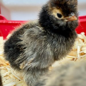 Golden Laced Polish Chicken For Sale