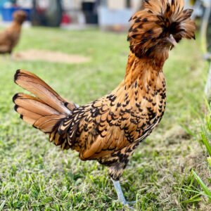 Golden Laced Polish Chicken For Sale