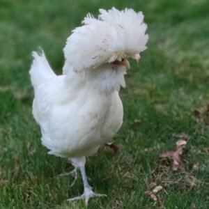 Buy White Polish Chickens For Sale Online