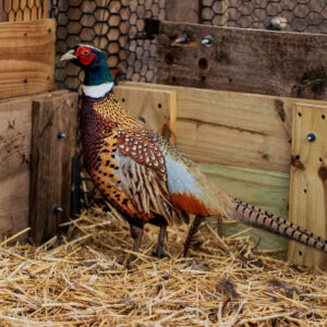Chinese Ringneck Pheasants Chicks For Sale 