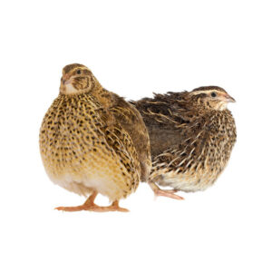 Jumbo Coturnix Quail Chicks For Sale