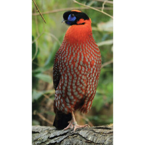 Temminck Tragopans For Sale